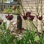 Tulipa 'Black Parrot' - Tulp