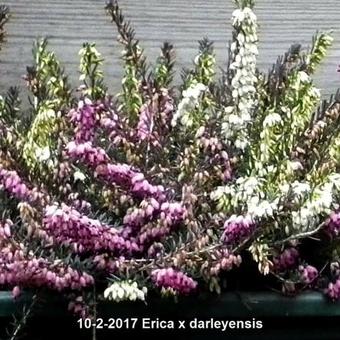 Erica x darleyensis