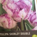 Tulipa 'Shirley Double' - Tulp