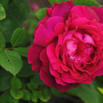 Rosa 'Alfred Colomb'