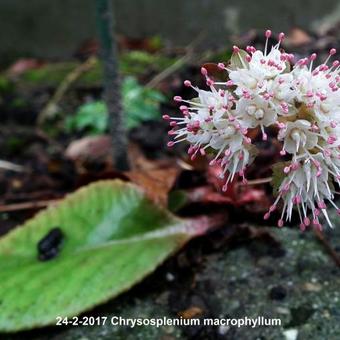 Chrysosplenium macrophyllum
