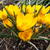 Crocus chrysanthus 'Dorothy'