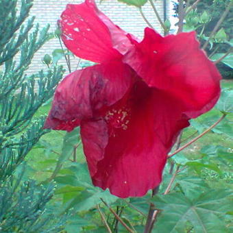 Hibiscus moscheutos 'EXTREME Oak Red'