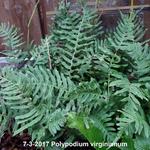 Polypodium virginianum - Rotseikvaren