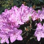 Rhododendron  'Snipe' - Dwergrododendron