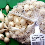 Allium cepa 'Snowball' - Ui