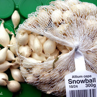 Allium cepa 'Snowball'
