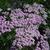 Achillea millefolium 'Lilac Beauty'