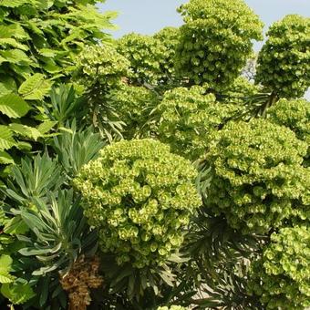 Euphorbia characias ssp wulfenii