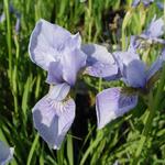 Iris sibirica 'Perry's Blue' - Siberische lis
