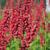 Persicaria amplexicaulis 'JS Caliente'