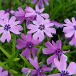 Phlox subulata 'Purple Beauty' - Kruipphlox - Phlox subulata 'Purple Beauty'