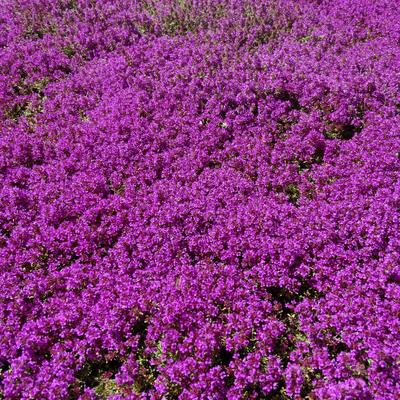 Kruiptijm - Thymus praecox 'Purple Beauty' 