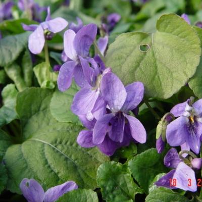 Maarts viooltje - Viola odorata 'Königin Charlotte'
