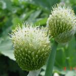 Allium fistulosum - Grof bieslook - Allium fistulosum