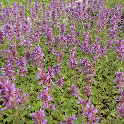 Anijsplant/Dropplant - Agastache 'Purple Haze'