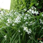 Allium triquetrum - Driekantig look
