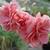 Dianthus x allwoodii 'Helen'