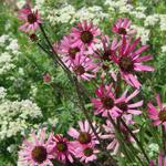 Echinacea tennesseensis - Rode zonnehoed