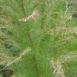 Eupatorium capillifolium 'Elegant Plume' - Koninginnenkruid