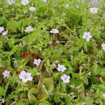 Ooievaarsbek - Geranium nodosum 'Svelte Lilac'