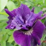 Iris sibirica 'Ruffled Velvet' - Siberische lis