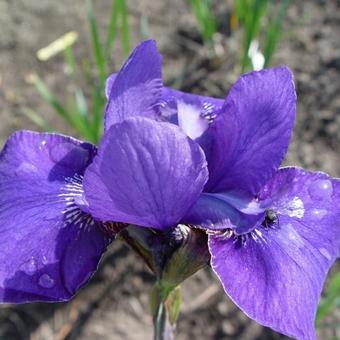Iris sibirica 'Vi Luihn'