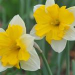 Narcissus 'Centannees' - Narcis, Spleetkronige narcis