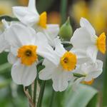 Narcissus poetaz 'Geranium' - Dichtersnarcis, Poeticusnarcis - Narcissus poetaz 'Geranium'