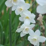 Narcissus jonquilla 'Pueblo' - Jonquillanarcis