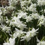 Narcissus triandrus 'Thalia' - Narcis - Narcissus triandrus 'Thalia'