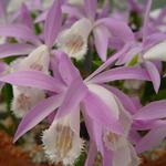Pleione formosana - Orchidee, aardorchidee