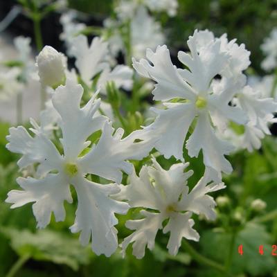 Sleutelbloem - Primula sieboldii 'Queen of Whites'