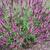 Salvia nemorosa 'Pink Friesland'