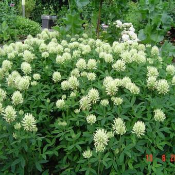 Trifolium pannonicum 'White Tiara'