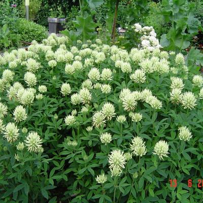 Hongaarse klaver - Trifolium pannonicum 'White Tiara'