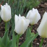 Tulipa 'Purissima' - Tulp