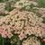 Achillea millefolium 'Lachsschönheit'