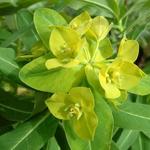 Euphorbia schillingii - Wolfsmelk - Euphorbia schillingii