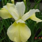 Iris sibirica 'Butter and Sugar' - Siberische lis