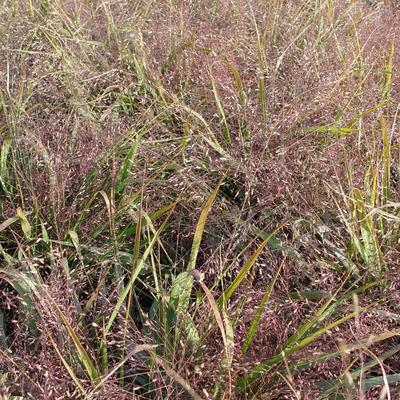 Liefdesgras - Eragrostis spectabilis JS 'Great Plains'