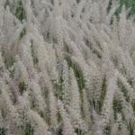 lampenpoetsergras  - Pennisetum orientale 'Small Tails'