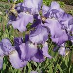 Iris germanica 'Blue Rhythm' - Baardiris