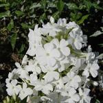 Phlox amplifolia 'Weisse Wolke' - Vlambloem/Flox