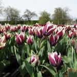 Tulipa 'Chansonnette' - Tulp