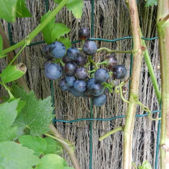 Vitis vinifera 'Muscat Blue'