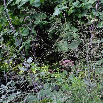 Pijpenstrootje - Molinia caerulea subsp. arundinacea 'Bergfreund'