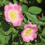 Egelantierroos - Rosa rubiginosa