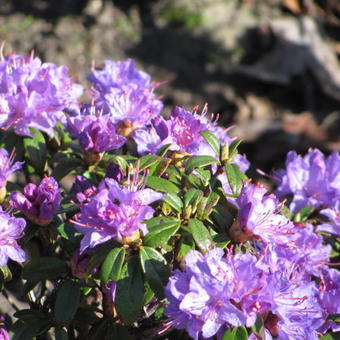Rhododendron impeditum 'Blue Diamond'