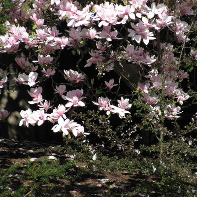 Beverboom - Magnolia x soulangeana